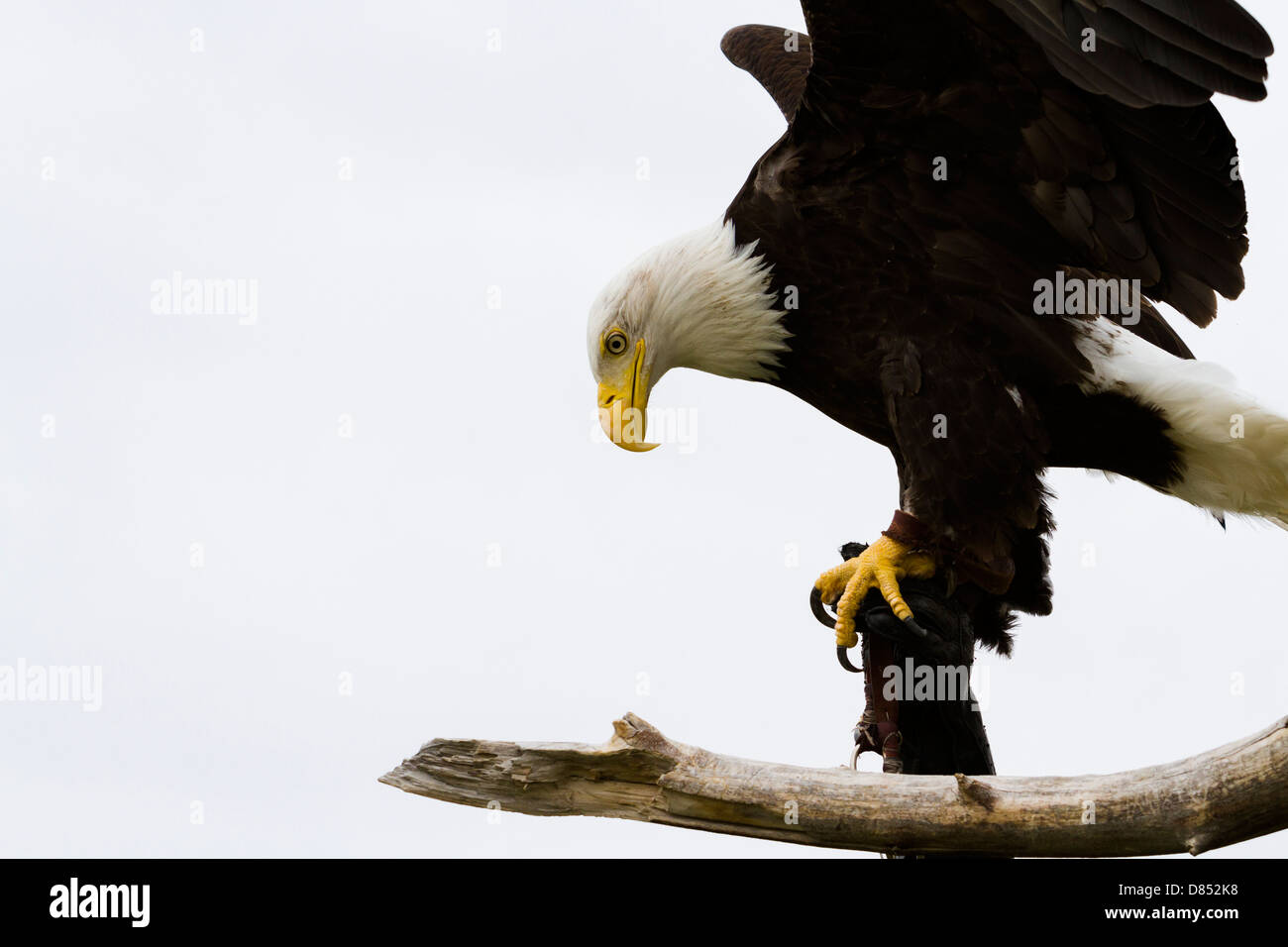 Bald eagle of North America in captivity Stock Photo Alamy