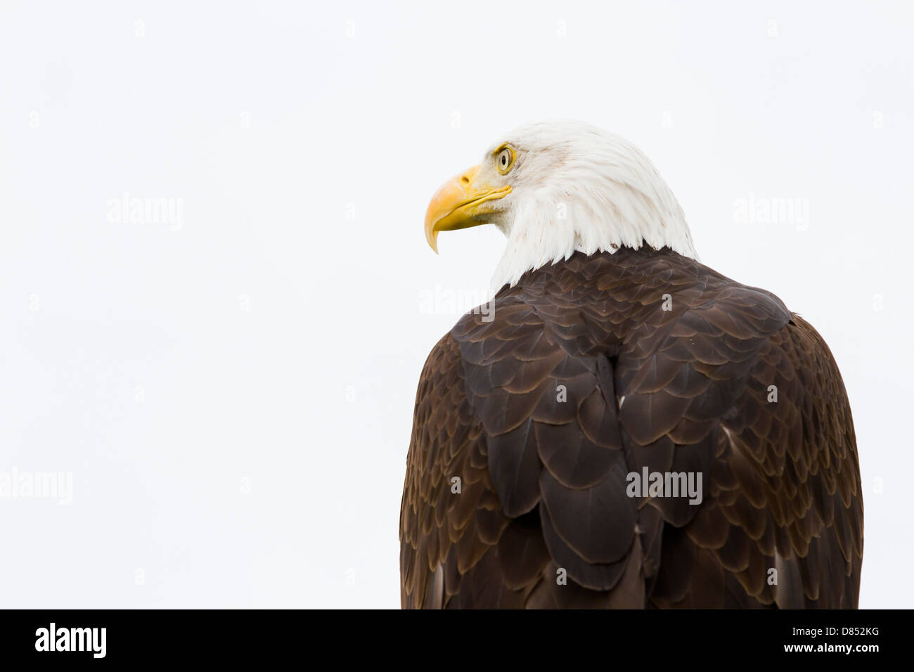 Bald eagle of North America in captivity Stock Photo Alamy
