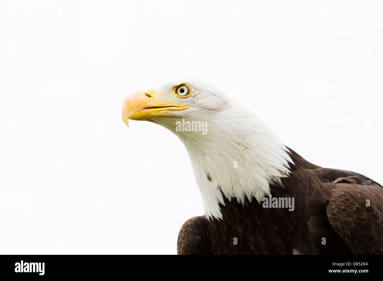 Bald eagle of North America in captivity Stock Photo Alamy
