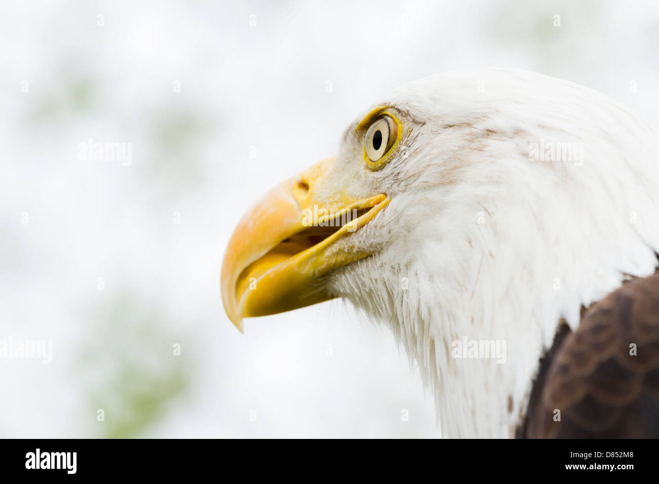 Bald eagle of North America in captivity Stock Photo Alamy