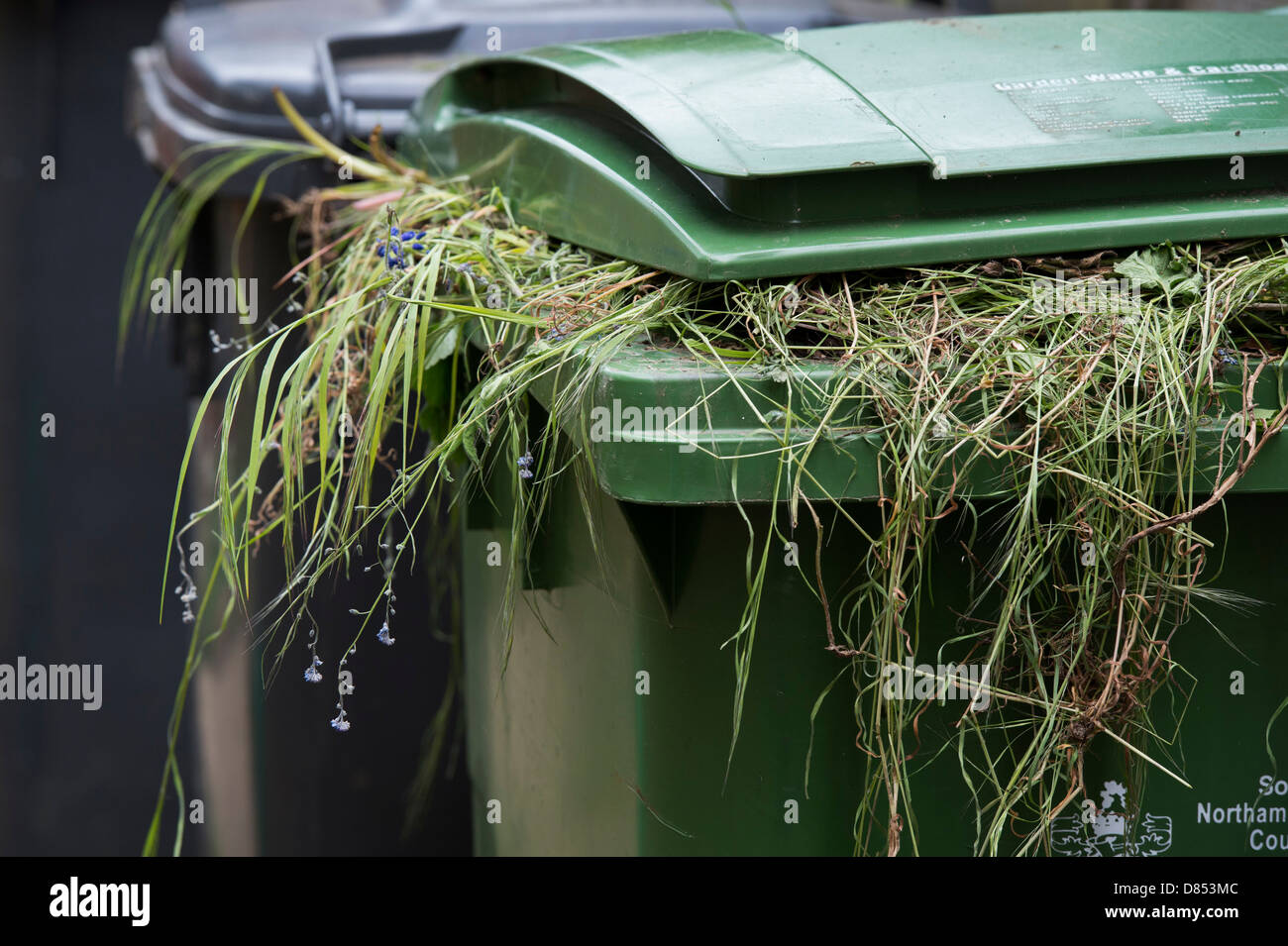 Garden waste in a green wheelie bin. England Stock Photo