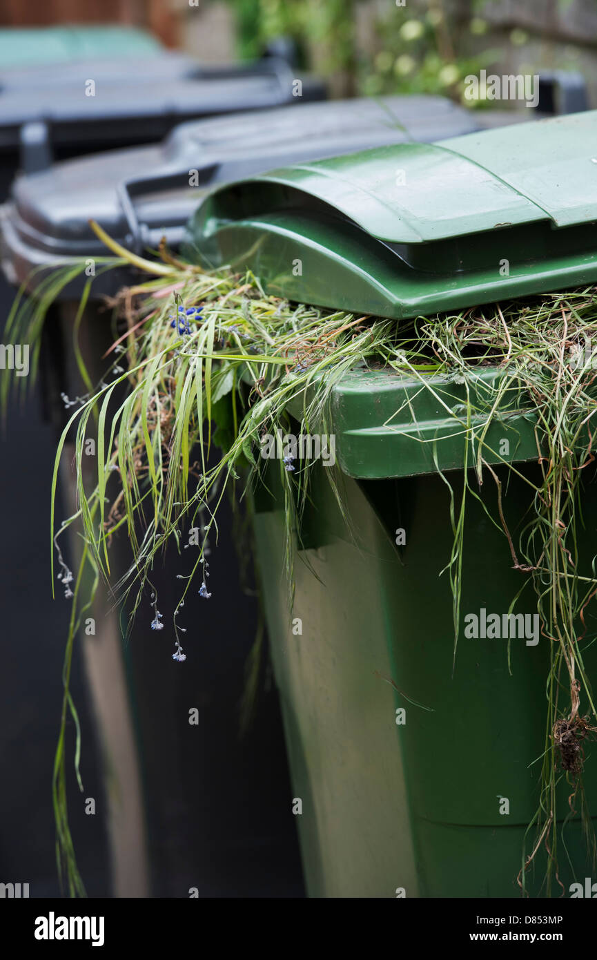 Garden waste in a green wheelie bin. England Stock Photo