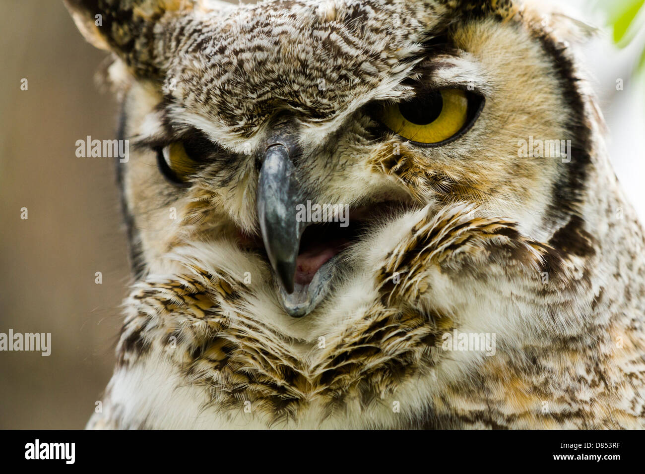 Close up of great horned owl in captivity Stock Photo Alamy