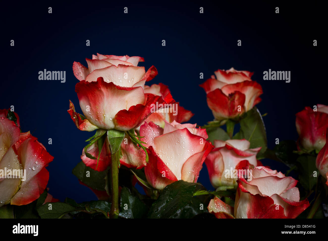 red rose with water drops on a black background Stock Photo - Alamy