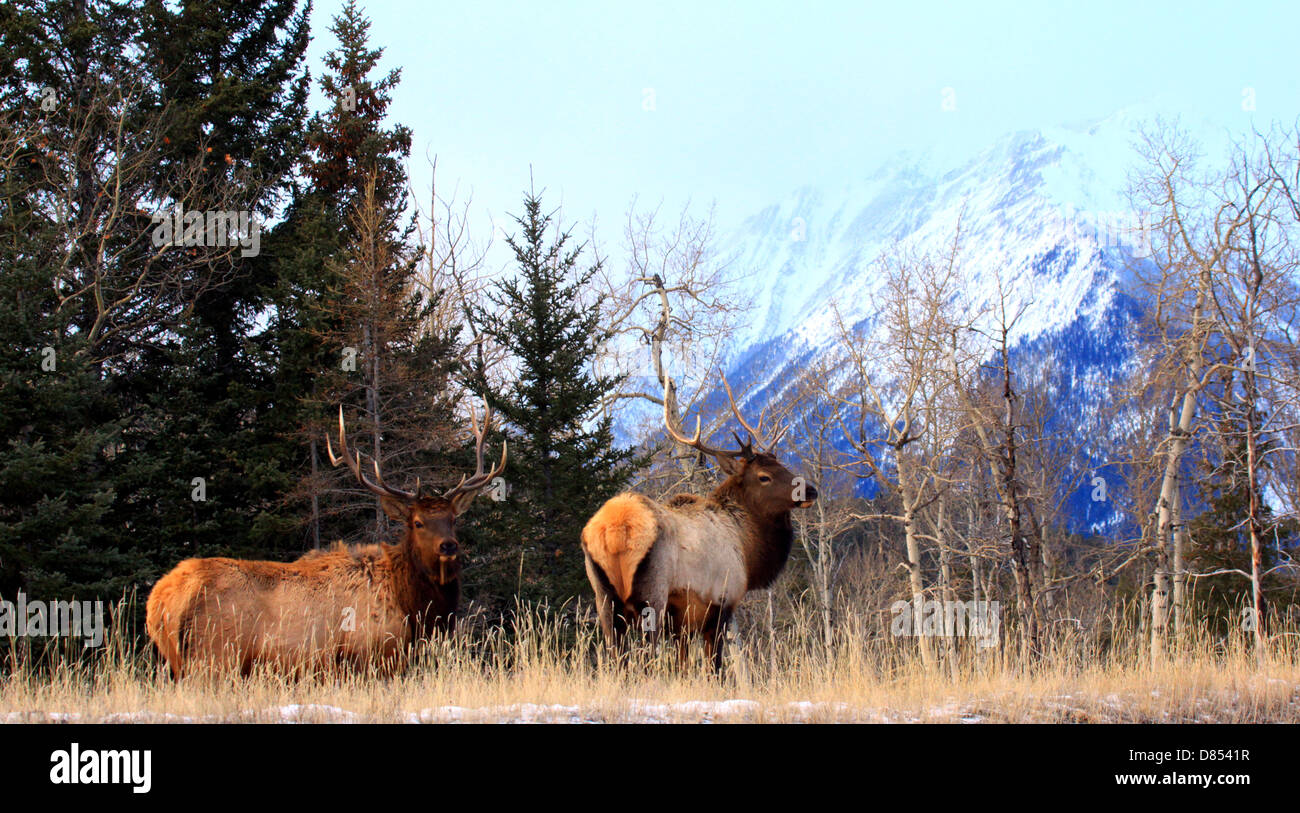 40,914.04387 Two elk bulls with large antlers on conifer forest edge with snowy mountain background. Stock Photo
