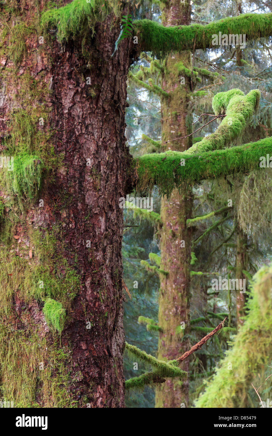 41,353.06256 Close-up closeup CU of a Sitka spruce conifer tree trunk and branches, covered with with green moss. Stock Photo