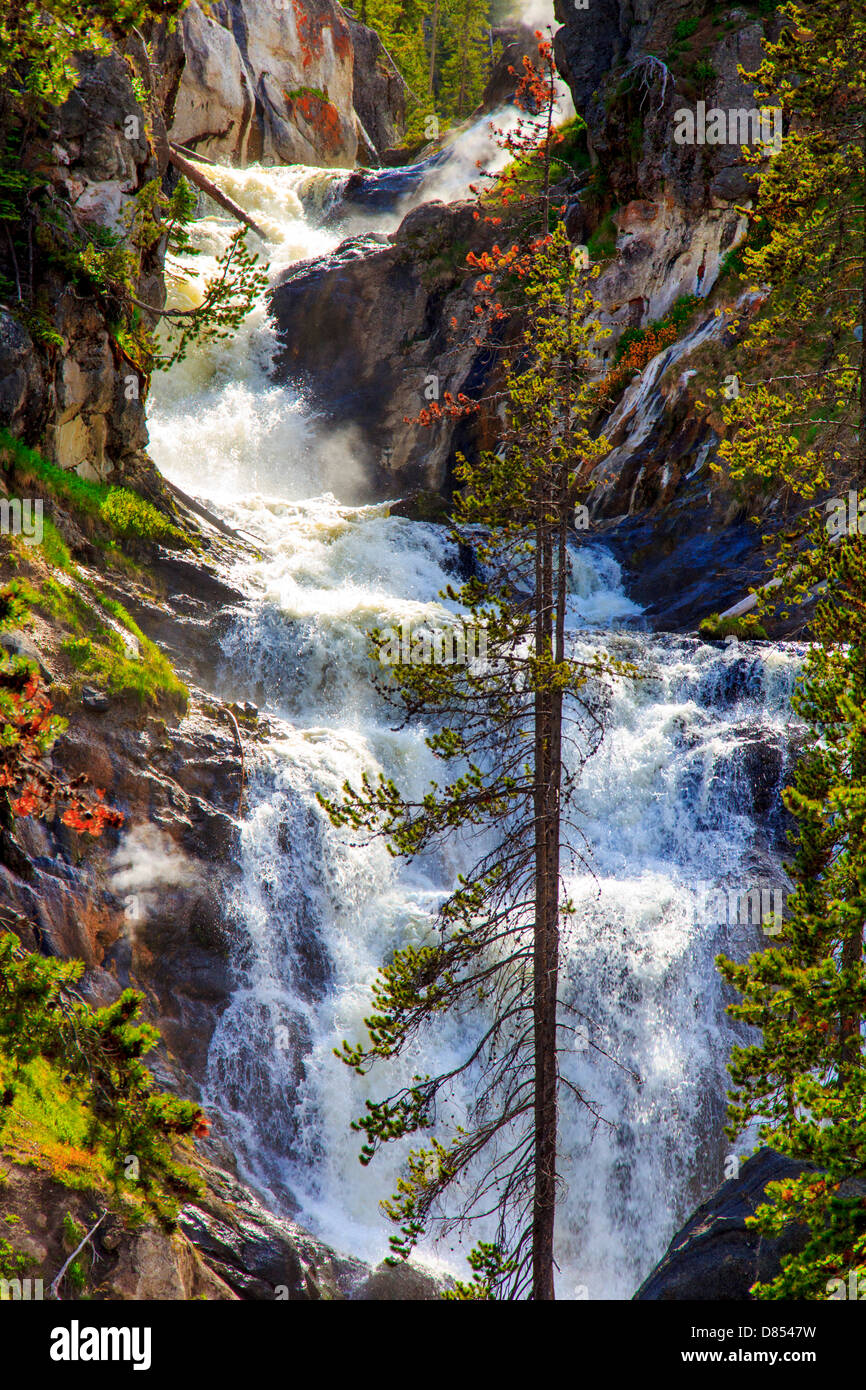 41,073.02352 Firehole River waterfalls and conifer trees, with water rushing between high cliffs in a deep gorge, rapids, water. Stock Photo