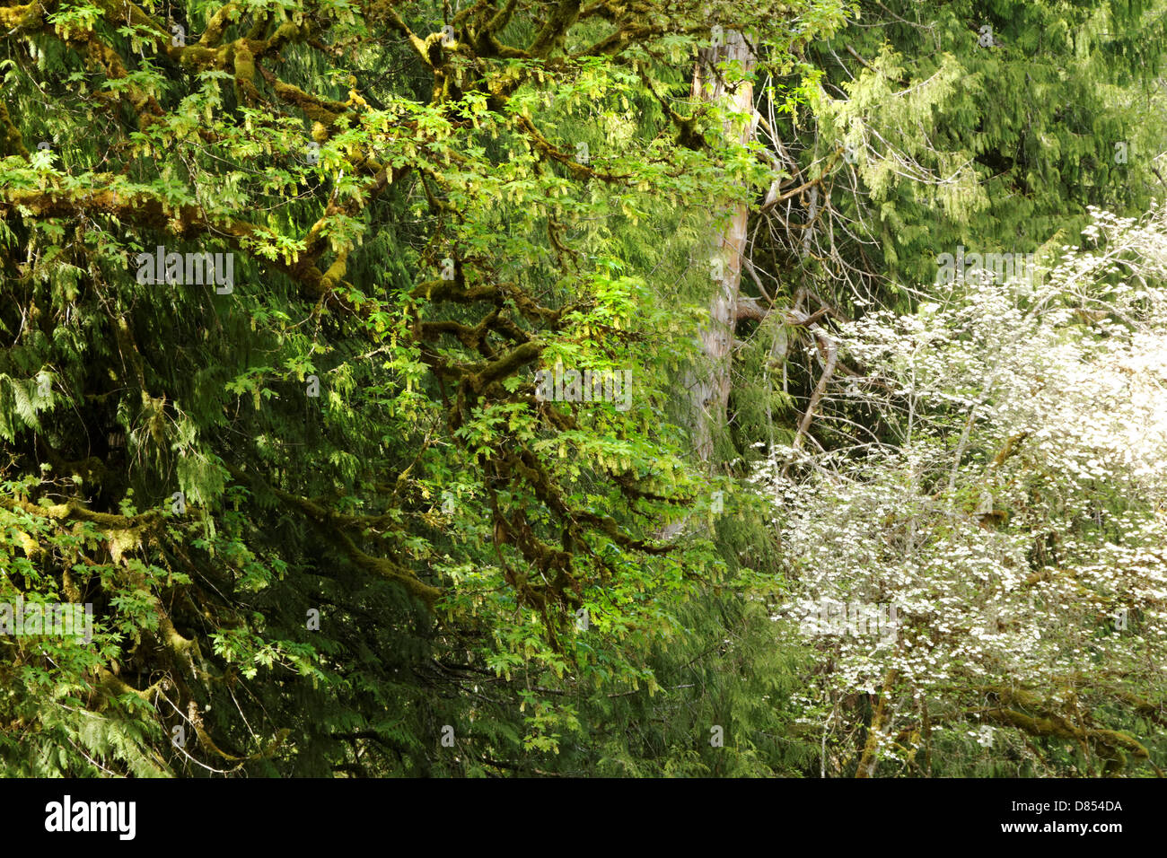 41,389.08947 Forest wall of tree branches trunk white dogwood flowers green leaves deciduous and conifers Stock Photo