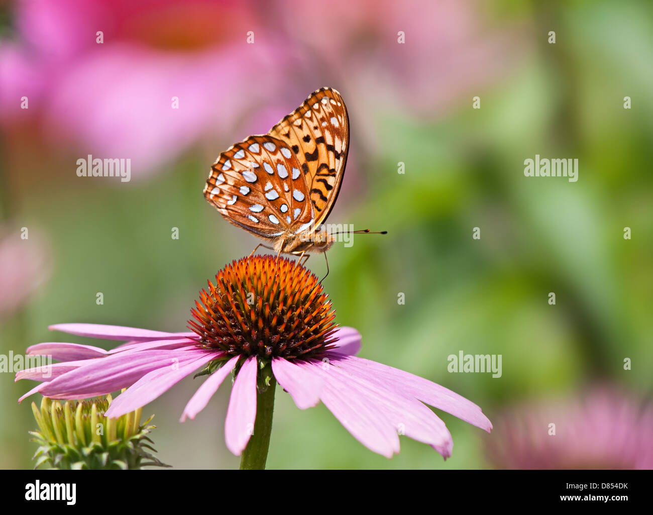 Fritillary butterfly feeding on pink coneflowers Stock Photo