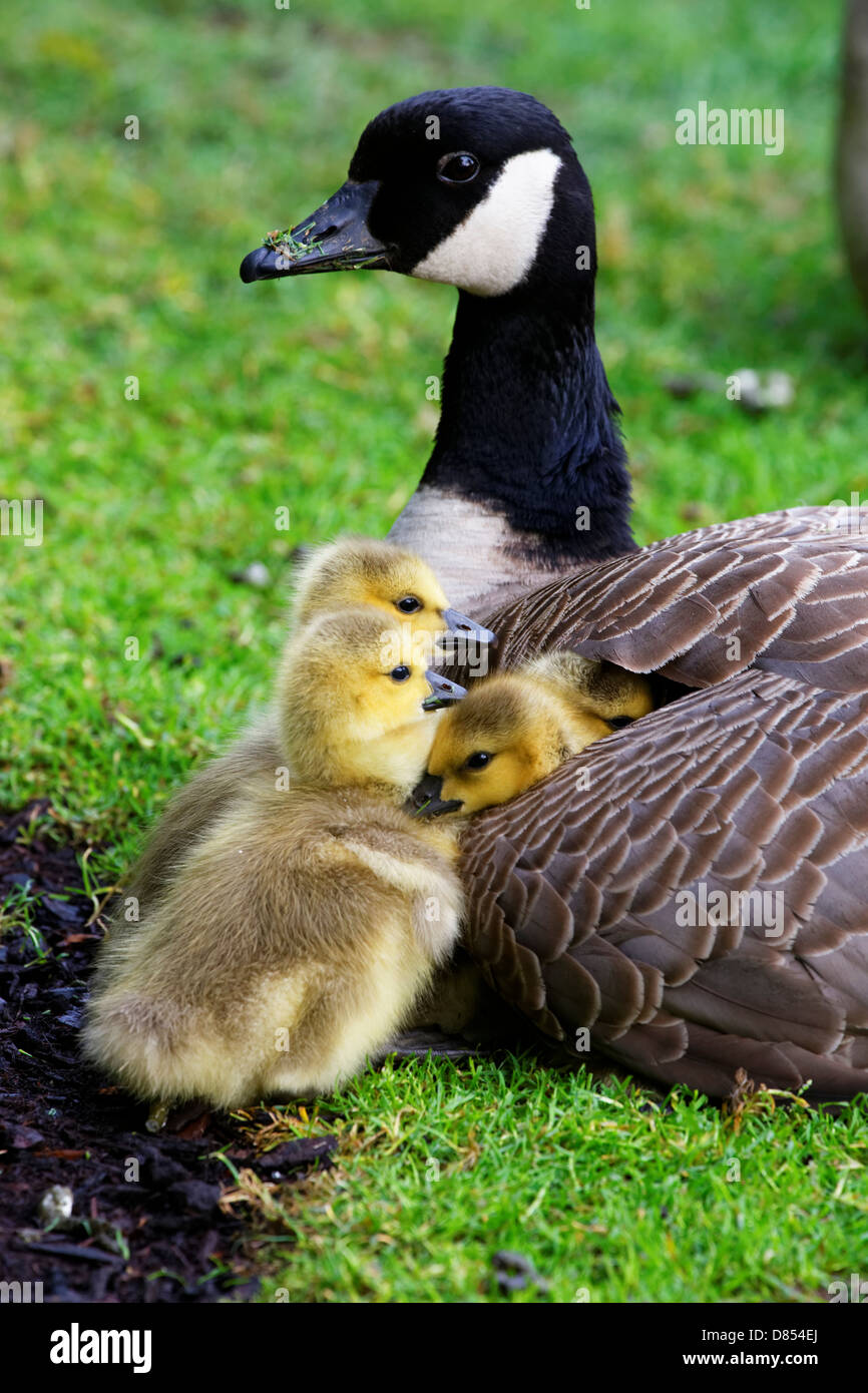 41,411.00084 Wild mother Canada goose lying down with 4 young fuzzy yellow baby goslings, two nestled under her wing and peaking out. Stock Photo