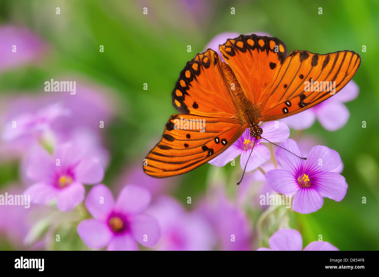 Gulf Fritillary butterfly (Agraulis vanillae) feeding on pink flowers in the garden Stock Photo