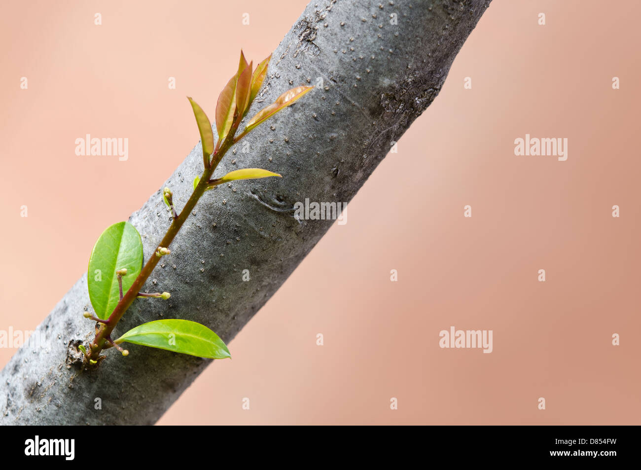 New sprout growing from tree trunk in spring. Concept new beginning and growth. Stock Photo
