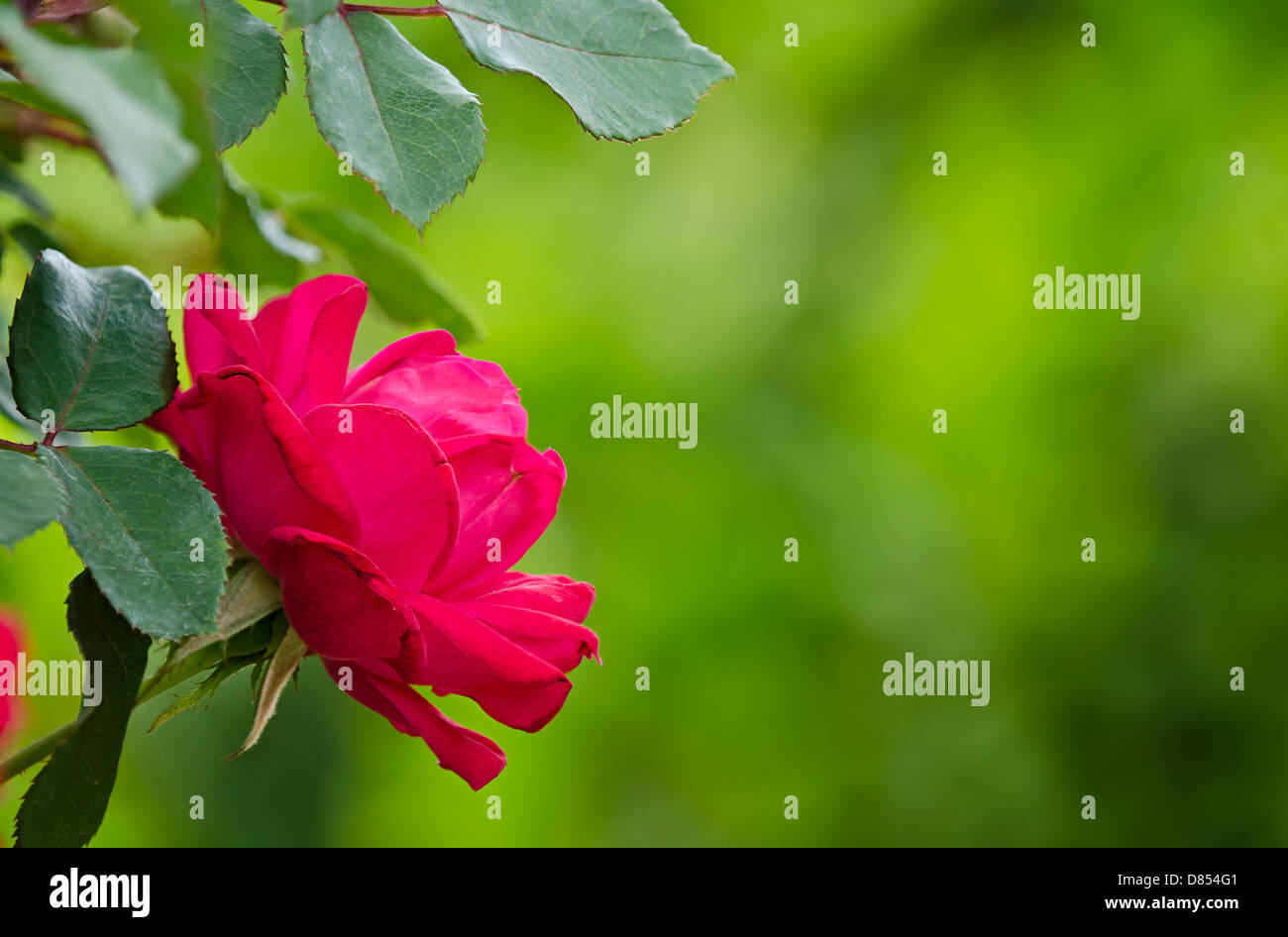Red rose against soft green background with copy space Stock Photo - Alamy