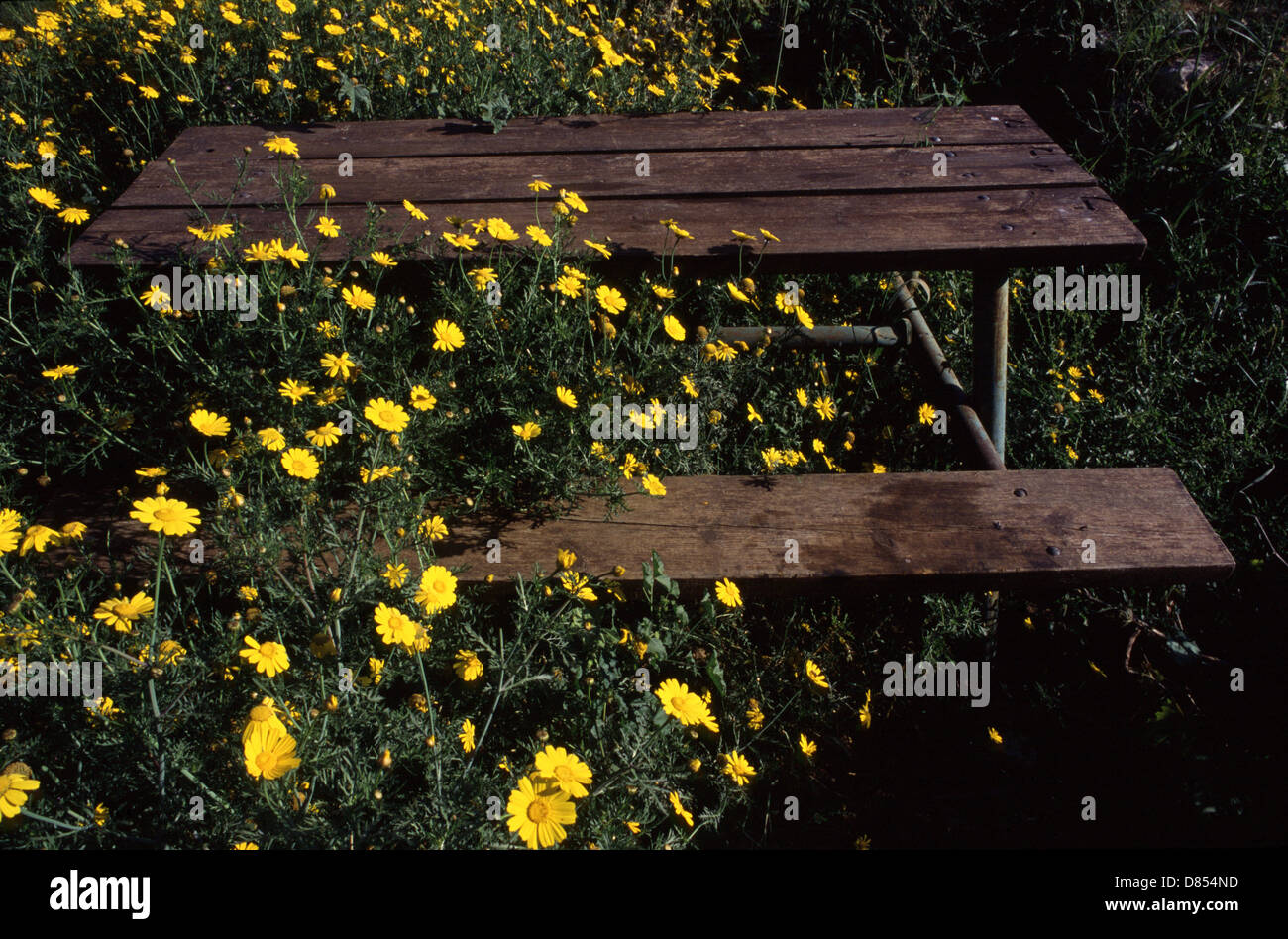 Wooden Picnic table Stock Photo