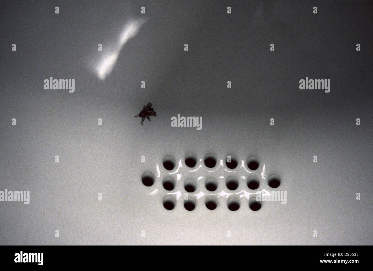 A fly painted on the urinal in the Amsterdam Schiphol Airport Holland