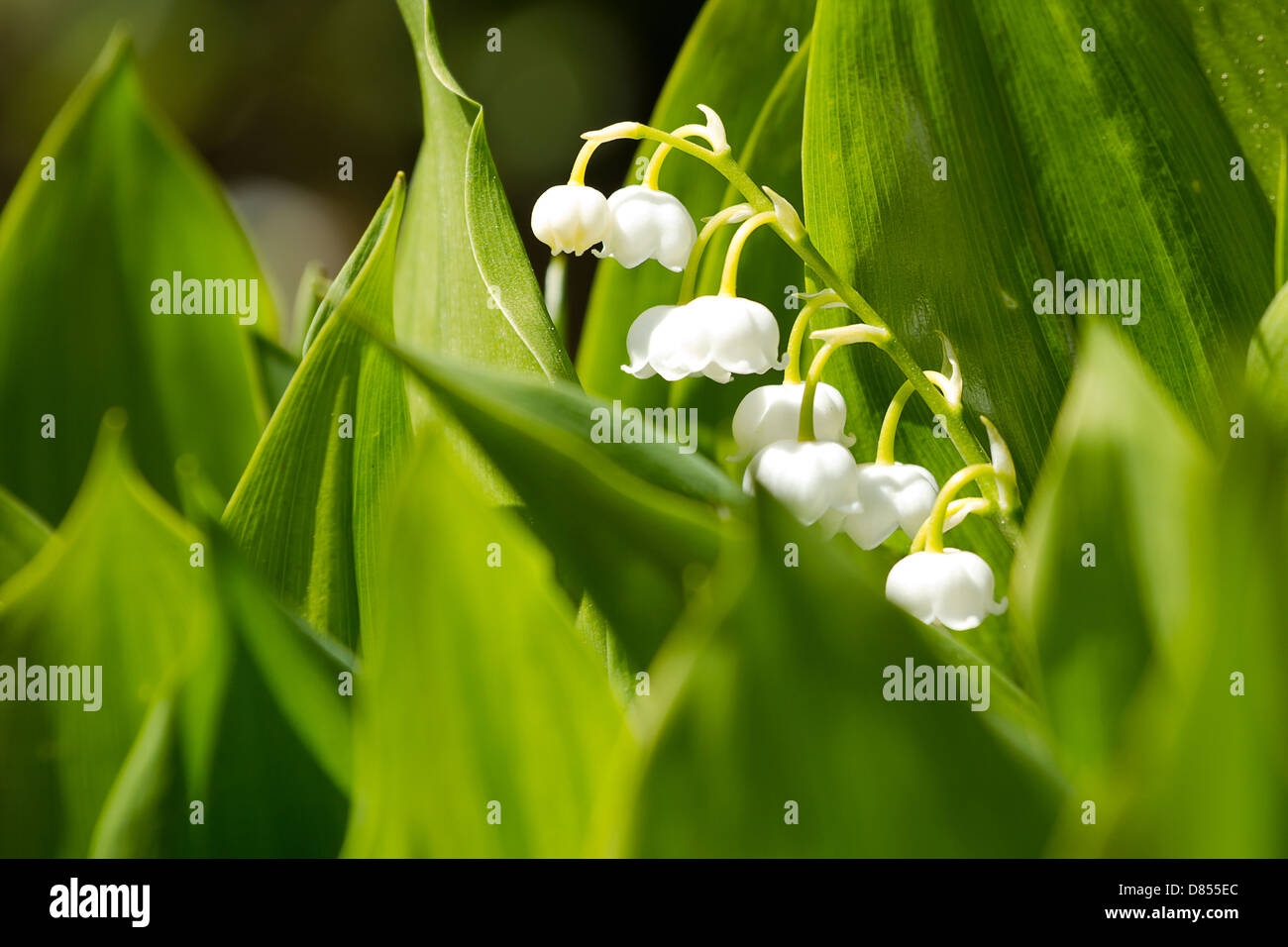 Blooming Lily of the valley in spring garden with shallow focus Stock ...