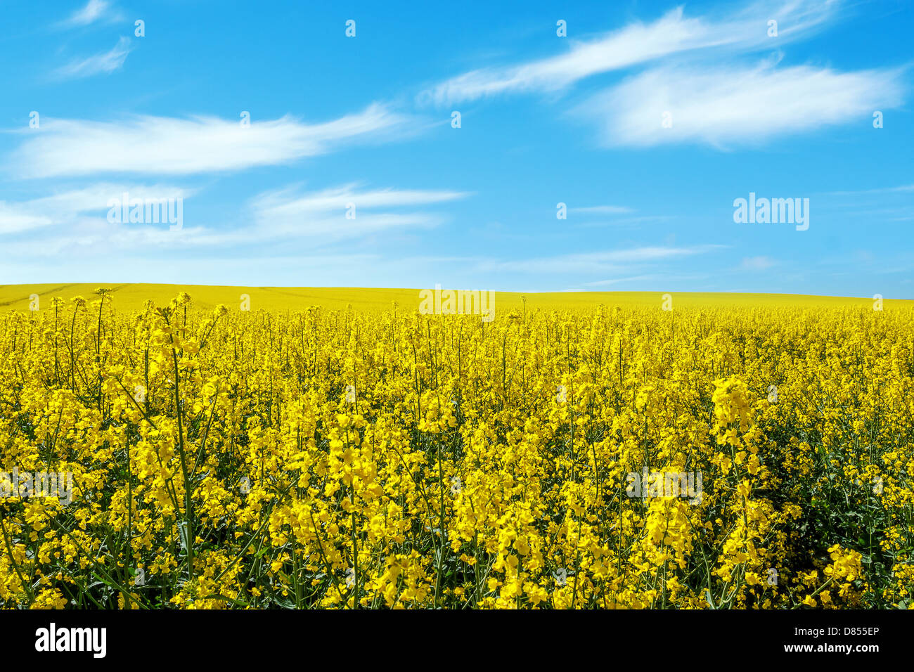 Beautiful summer rural landscape with rape field and blue sky Stock ...