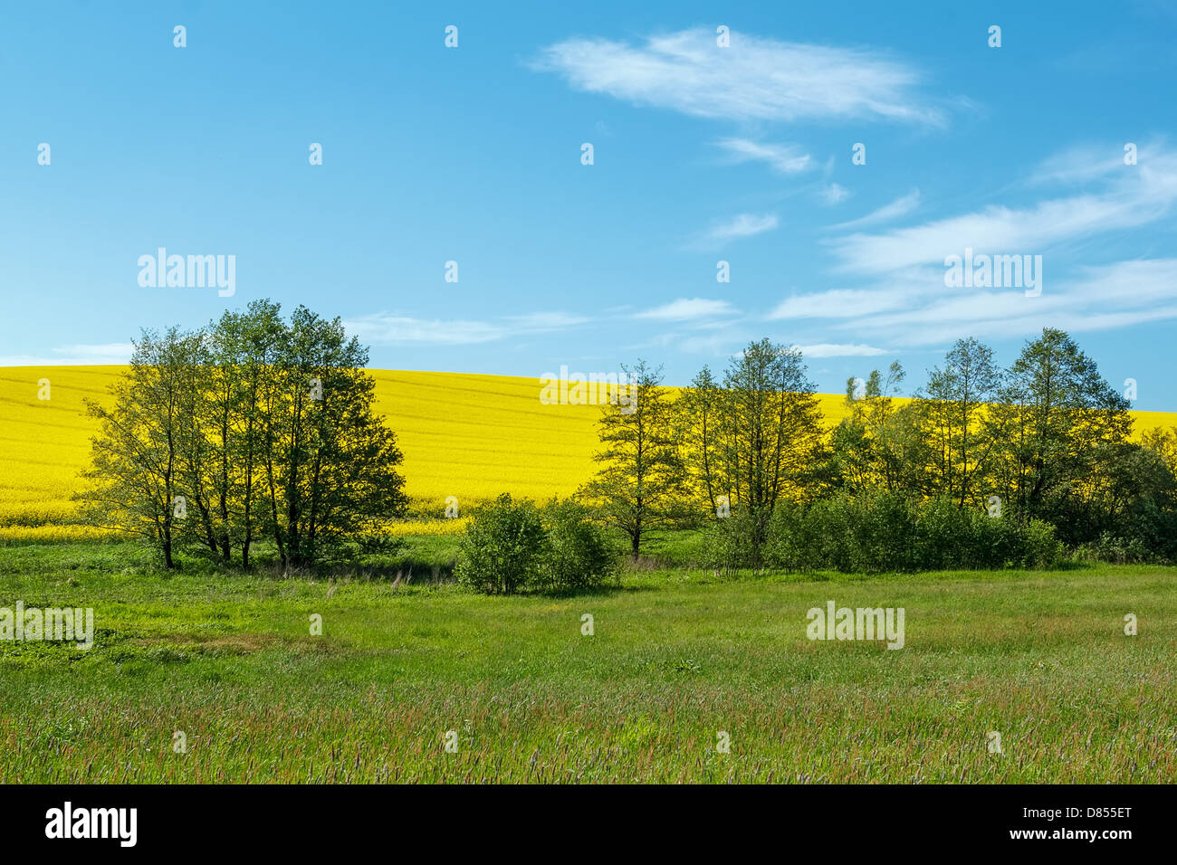 Beautiful summer rural landscape with rape field and blue sky Stock ...