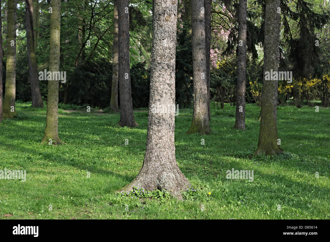Trees in park Stock Photo