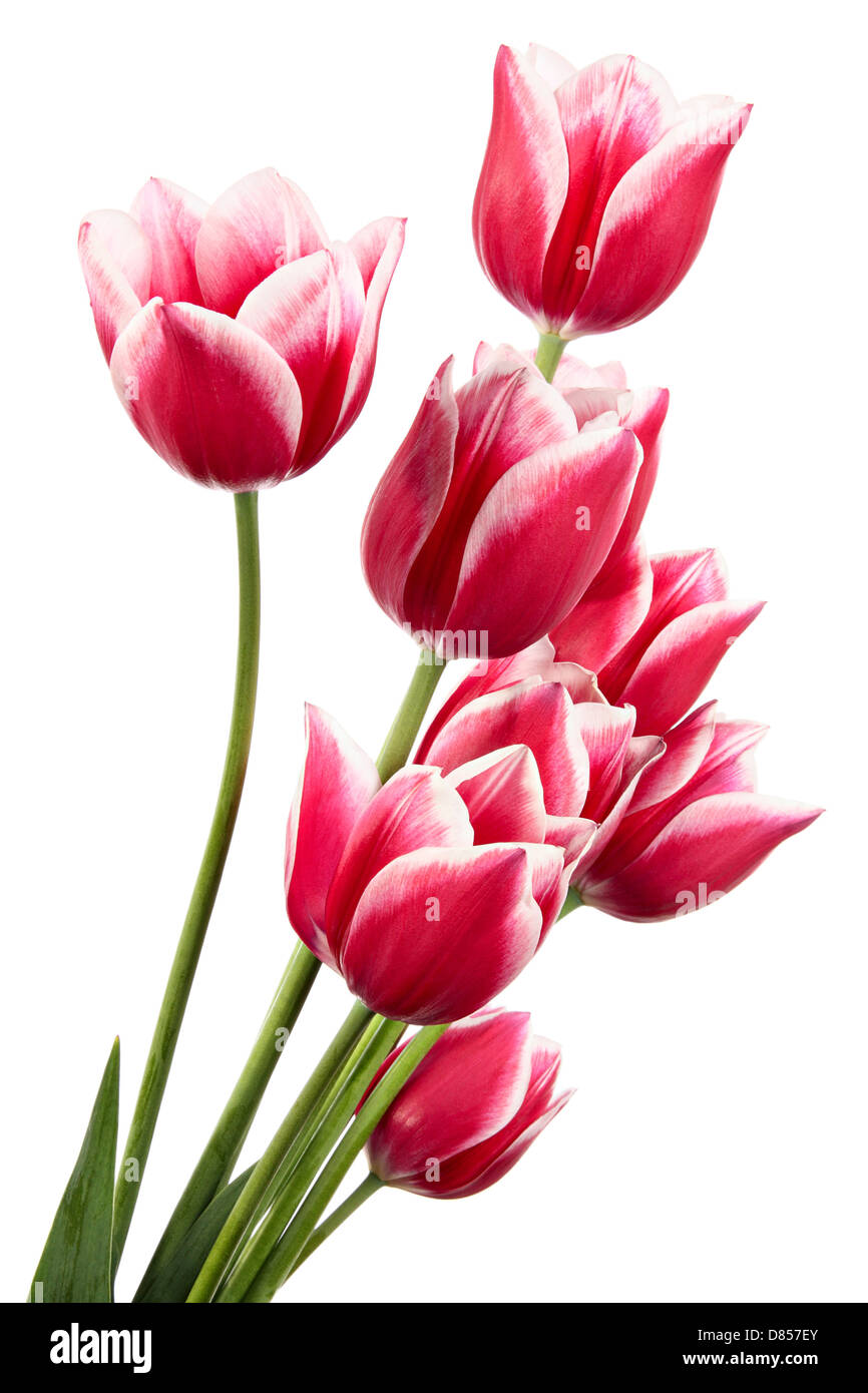 Beautiful bouquet of pink flowers isolated on white Stock Photo - Alamy