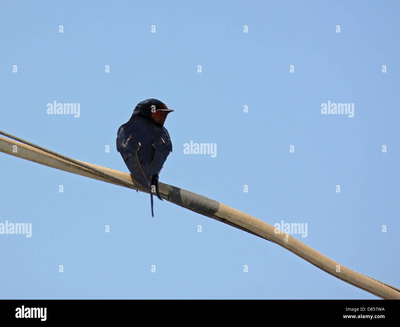 Barn Swallow sitting on cable over blue sky Stock Photo