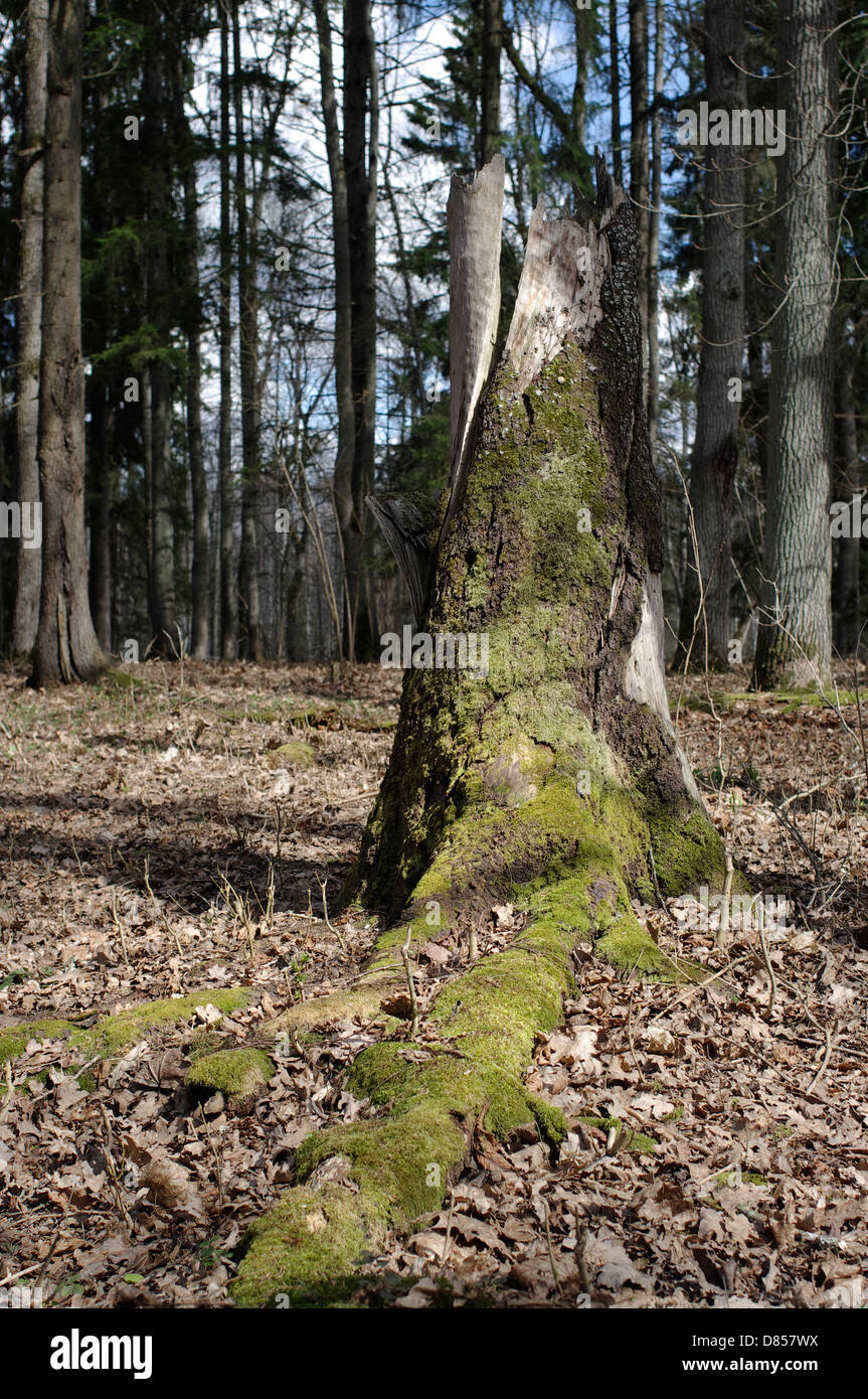 Forest Park tree stump in Elistvere Animal Park, Estonia EU Stock Photo