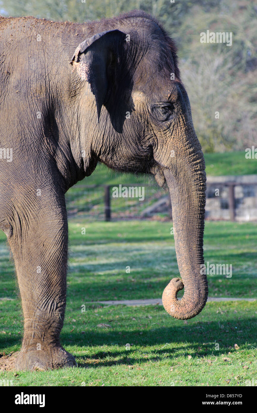 Trunk Head Elephant head and trunk in sunlight Stock Photo - Alamy