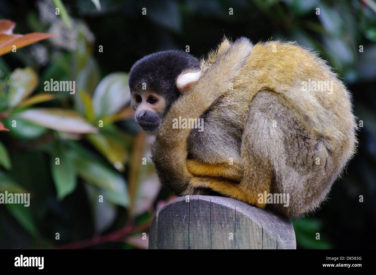 Squirrel monkey alone and watching Stock Photo