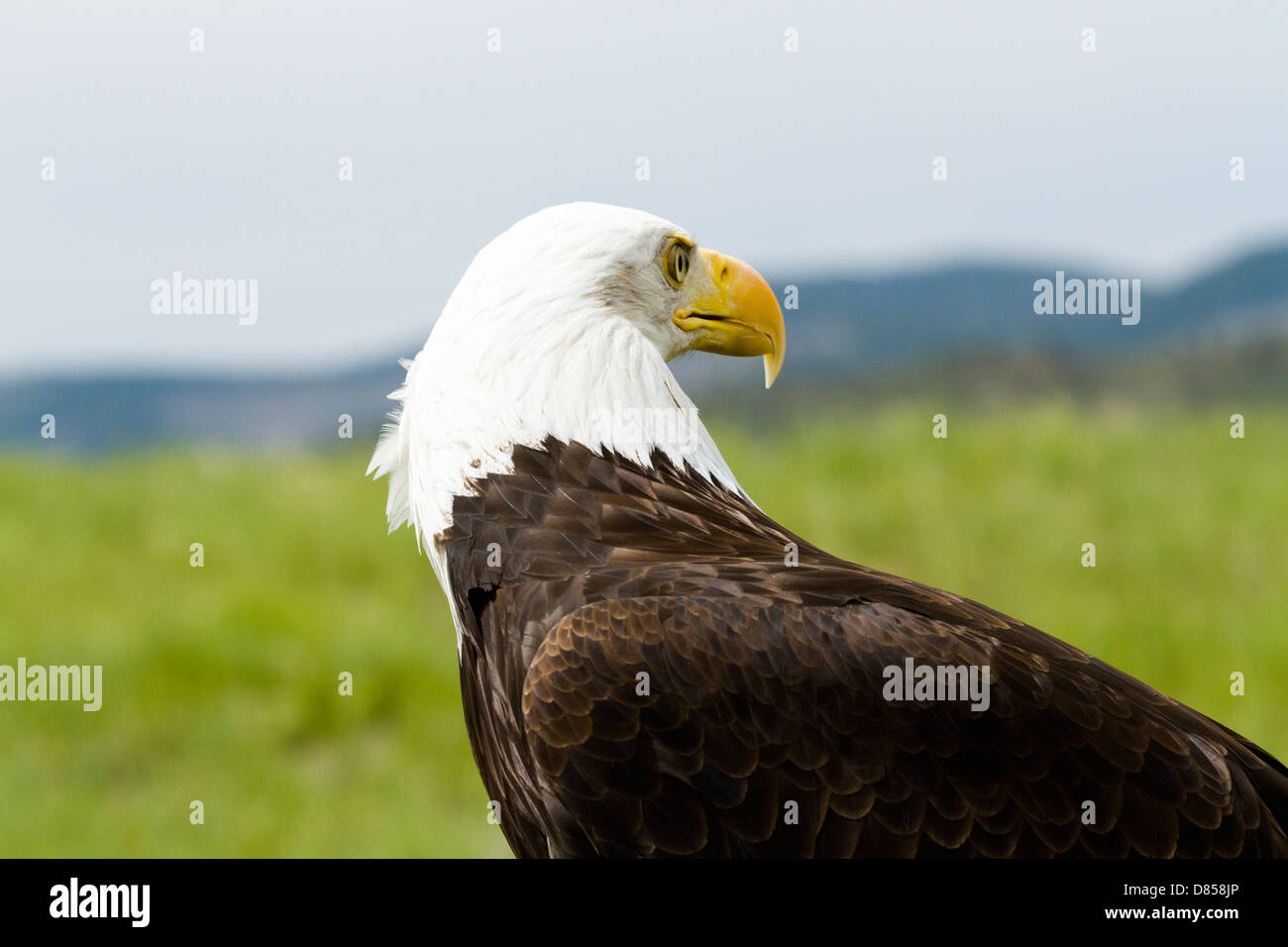 Bald eagle of North America in captivity Stock Photo - Alamy