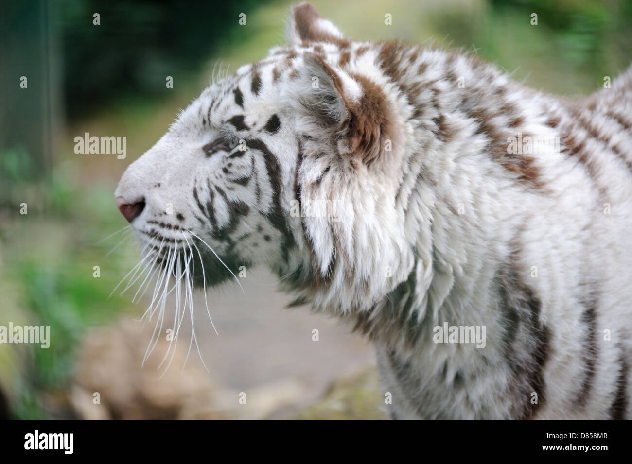 White tiger profile of head Stock Photo Alamy