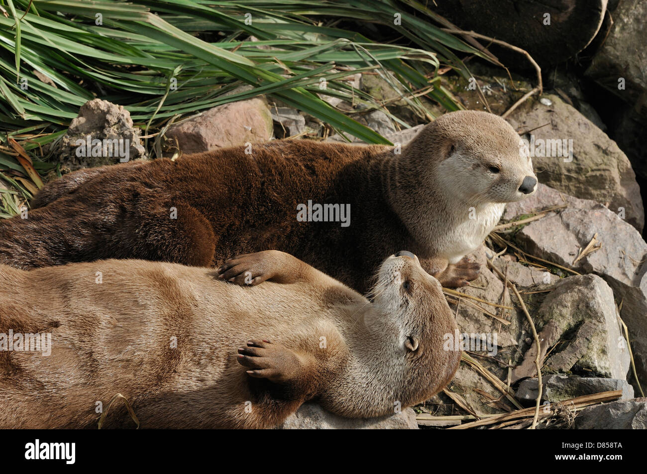 North American River Otter - Lontra canadensis Stock Photo