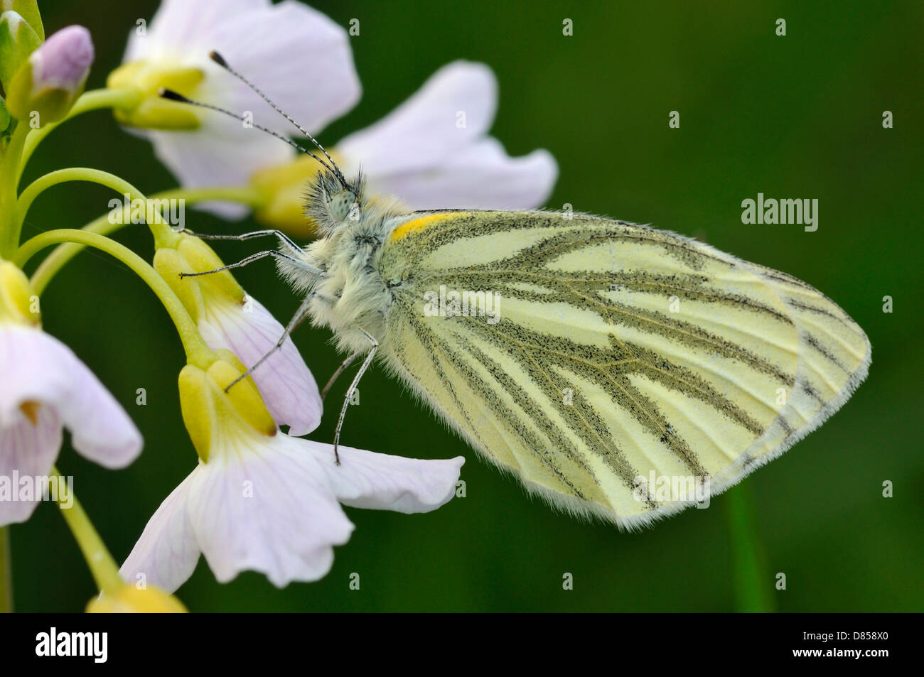 Green-veined White Butterfly - Pieris napi Underside, resting on Cuckoo Flower or Lady's Smock - Cardamine pratensis Stock Photo
