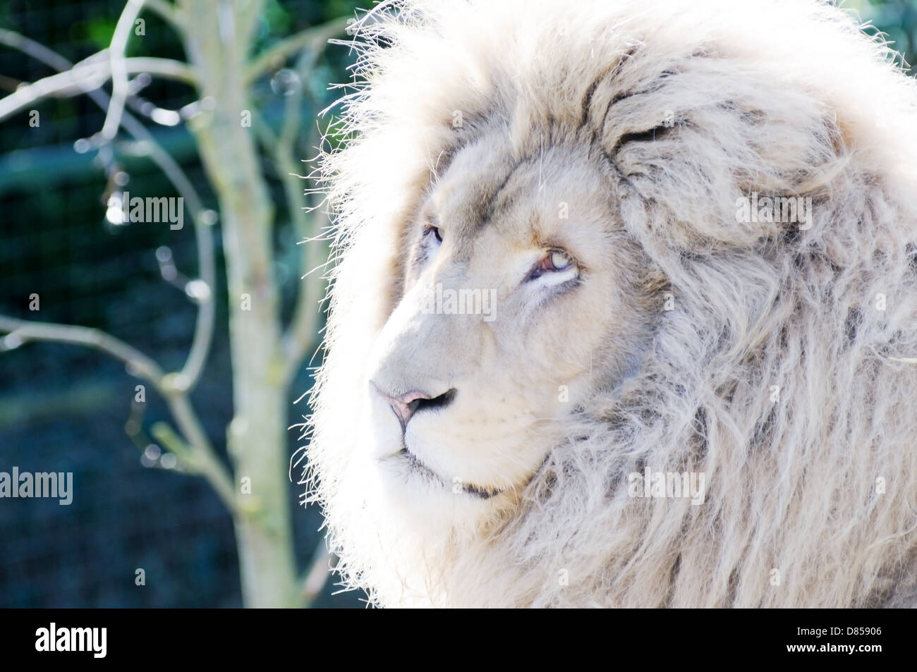 White lion male hi-res stock photography and images - Alamy