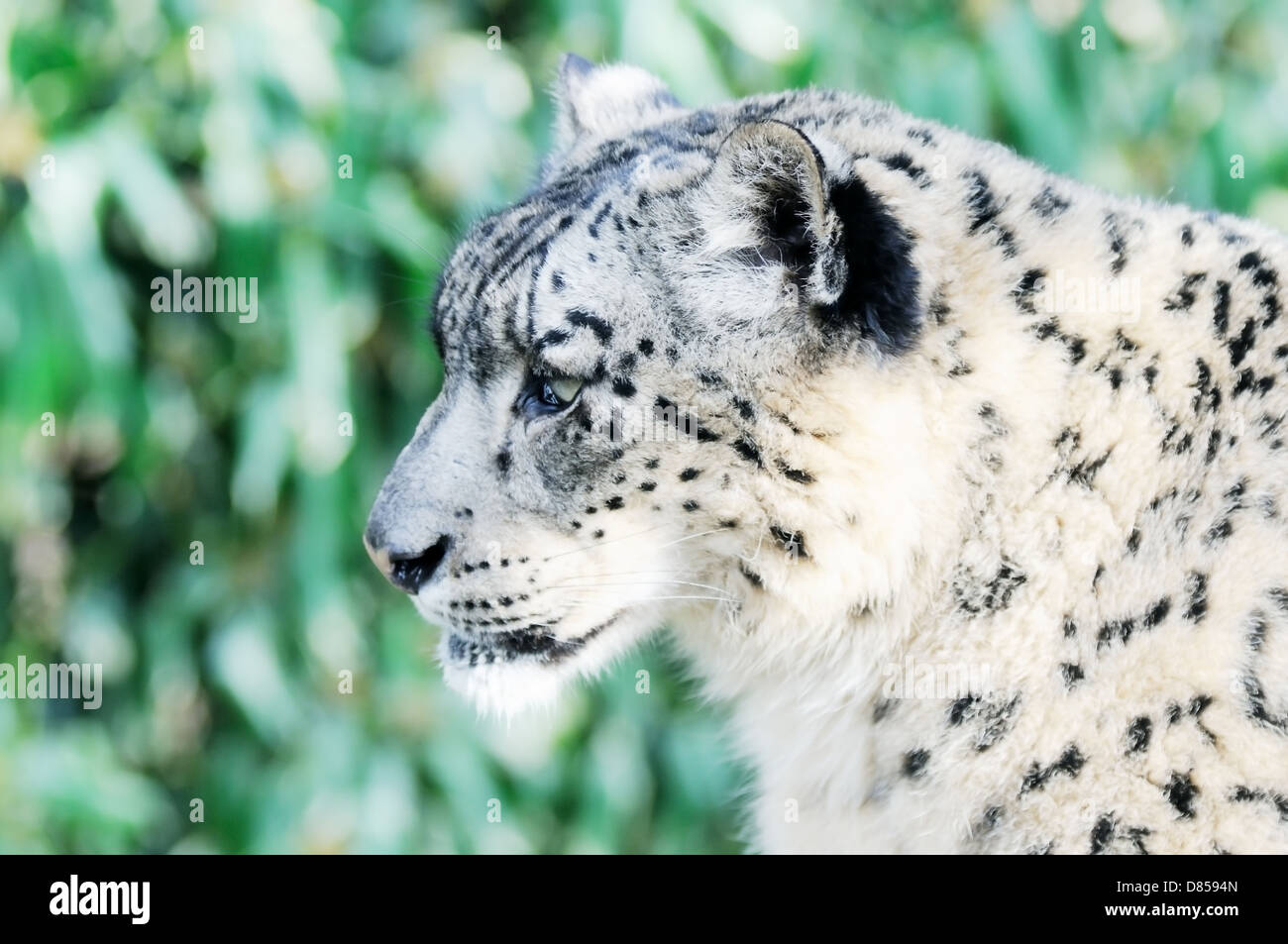 Closeup profile of snow leopard face with fur detail Stock Photo