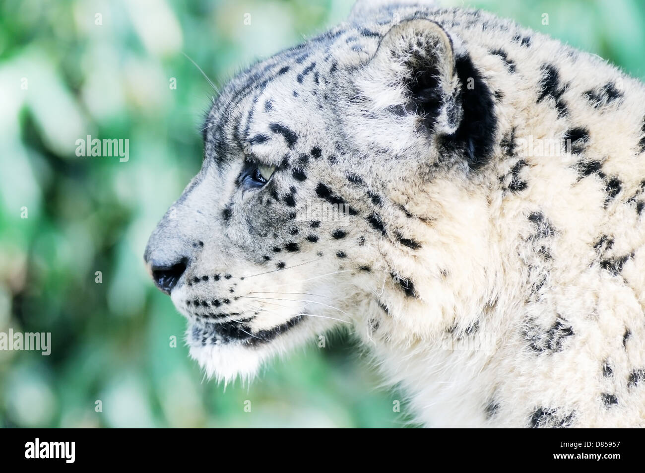 Closeup of snow leopard face and head with fur detail Stock Photo