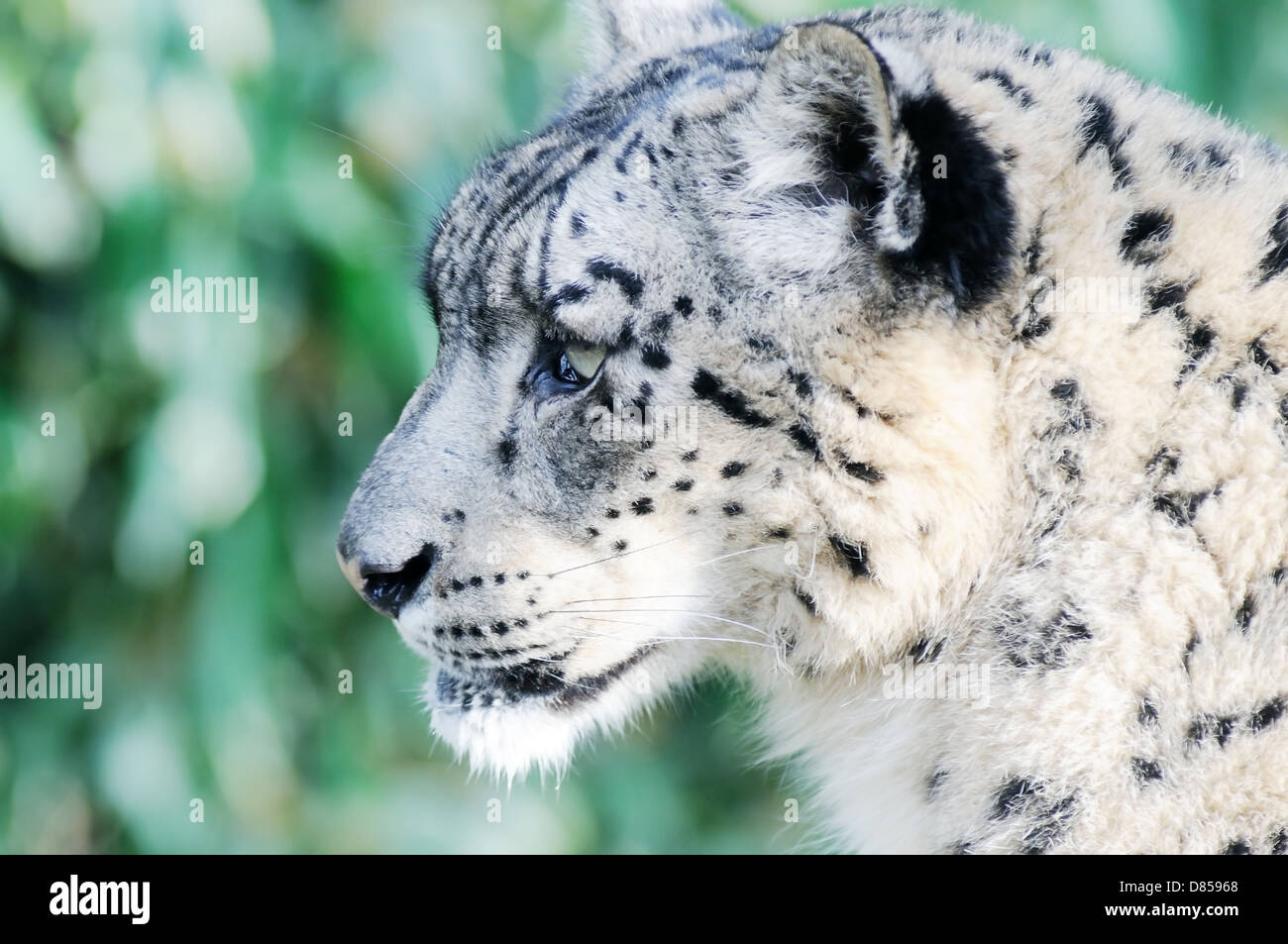 Closeup profile snow leopard face hi-res stock photography and images -  Alamy