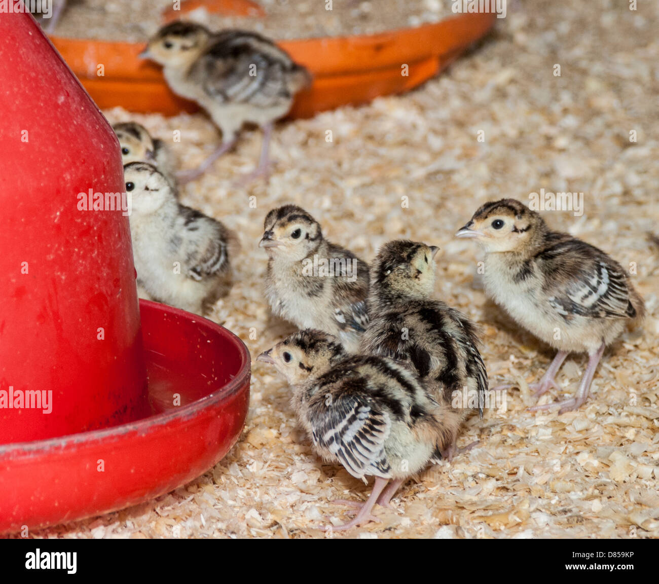 Young pheasant chick at a feeder, in a rearing pen after hatching Stock Photo