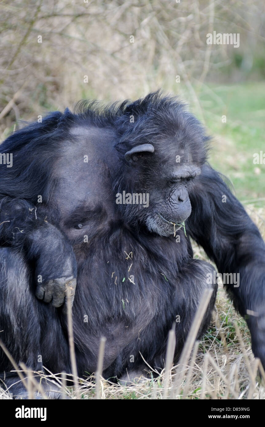 Chimpanzee looks relaxed sitting down eating grass Stock Photo