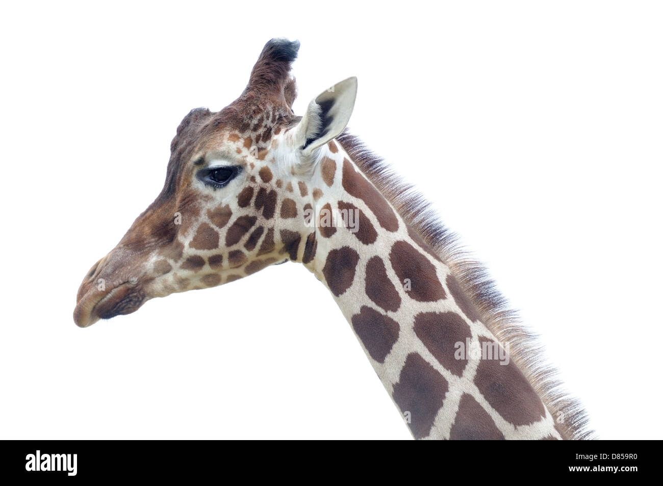 Closeup of giraffe profile of head and neck Stock Photo