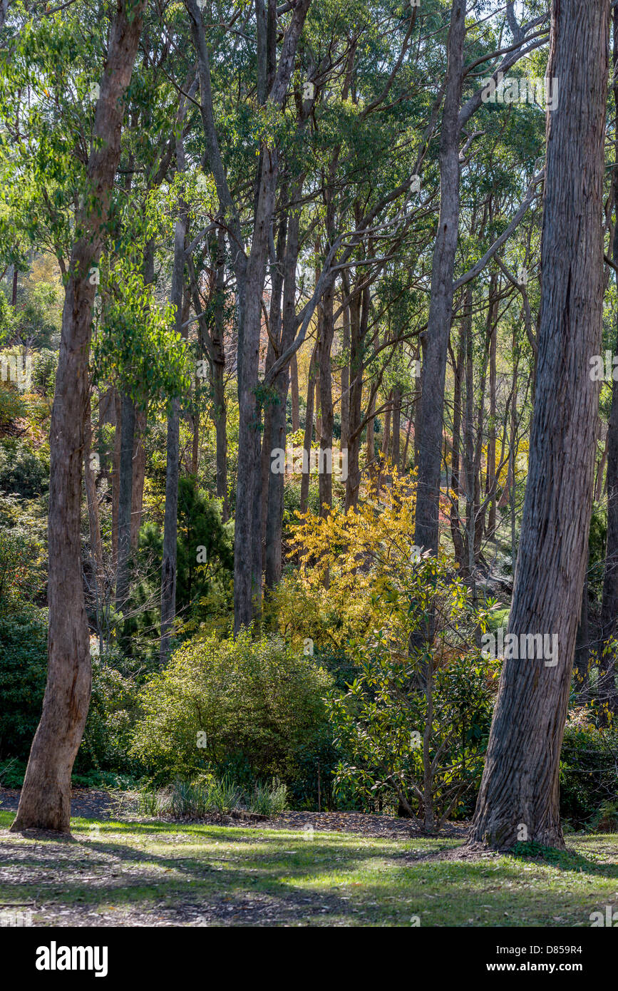 A forest in the Mt Lofty Ranges where dappled sunlight filters through trees Stock Photo