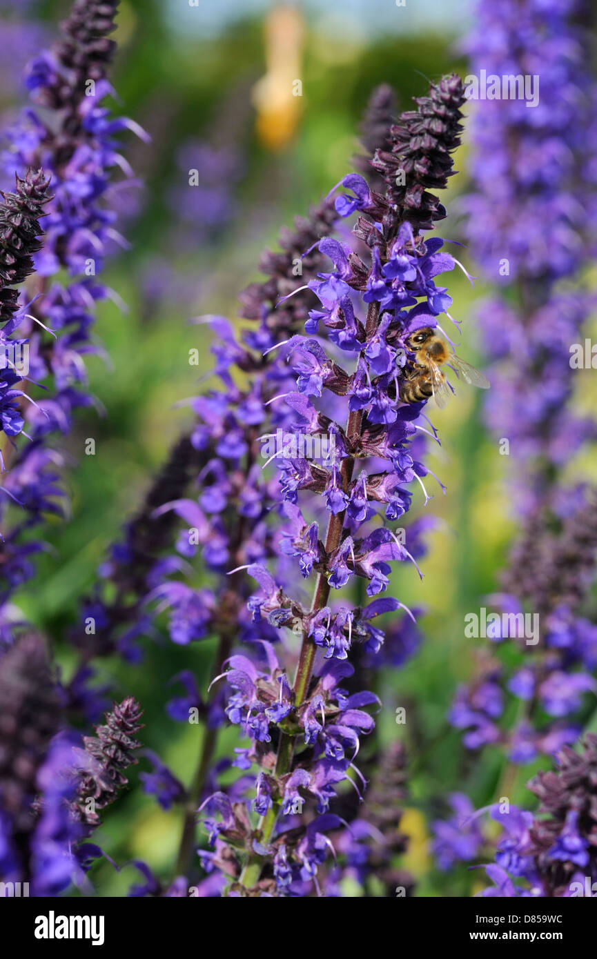 Lavender growing in garden attracts bee Stock Photo Alamy