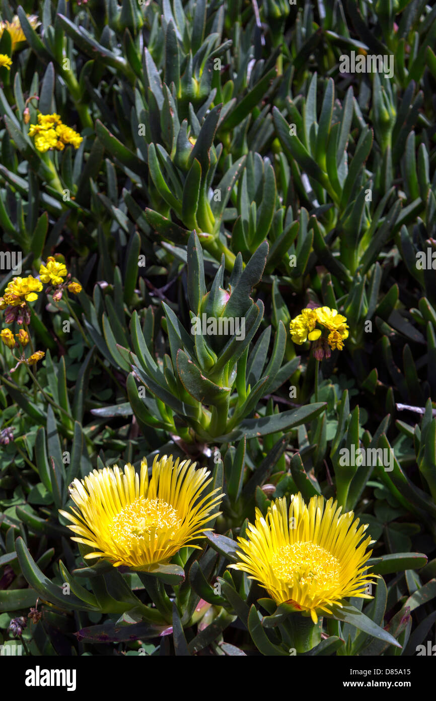 yello flower with dark green backdrop Carpobrotus Pigface, ice plant, Hottentot plant with succulent leaves Stock Photo