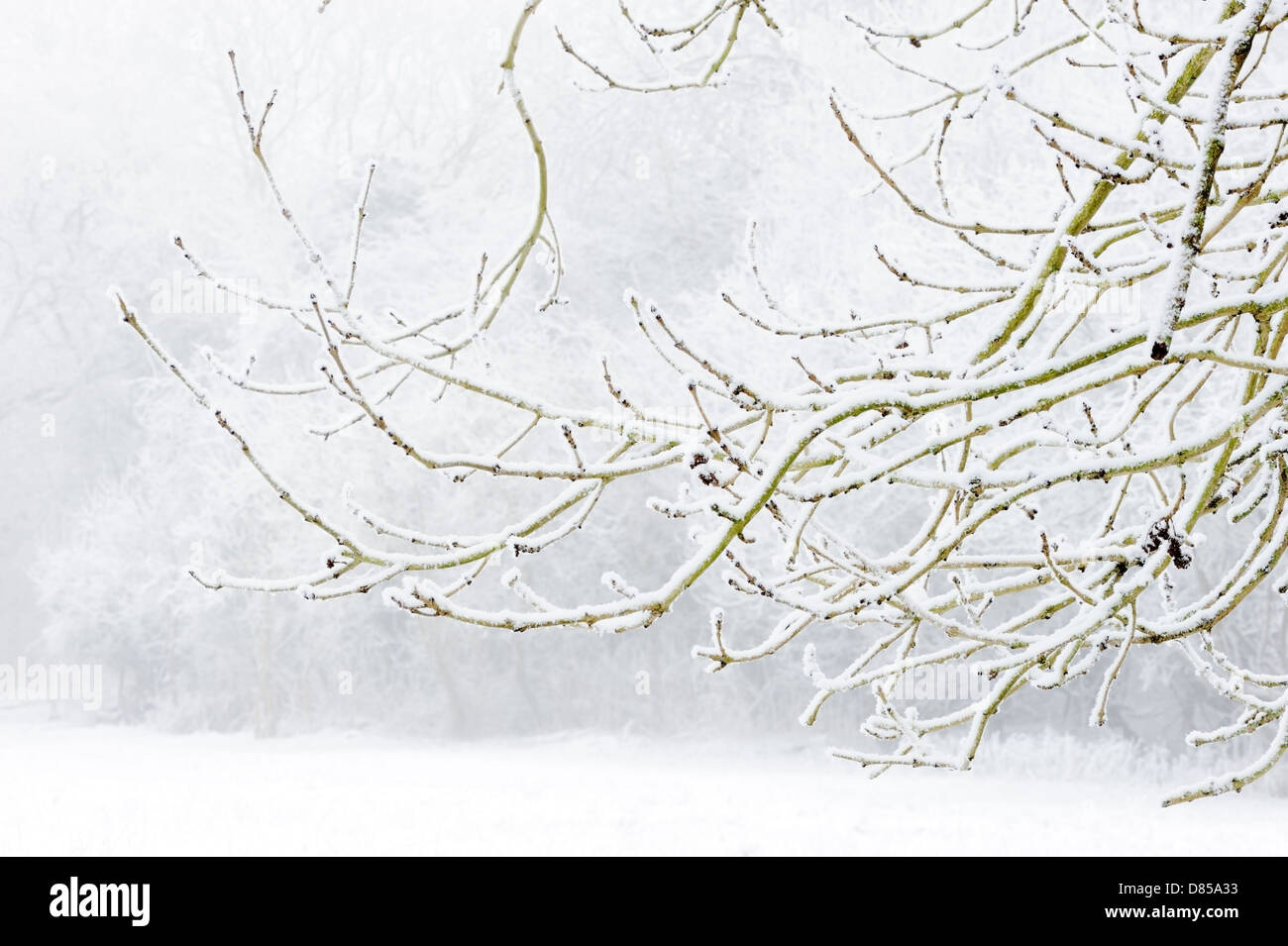Branches of tree covered in snow during winter Stock Photo - Alamy