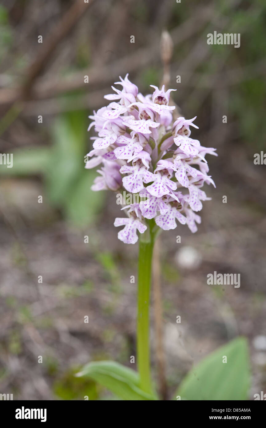 Zygomorphic flower hi-res stock photography and images - Page 5 - Alamy