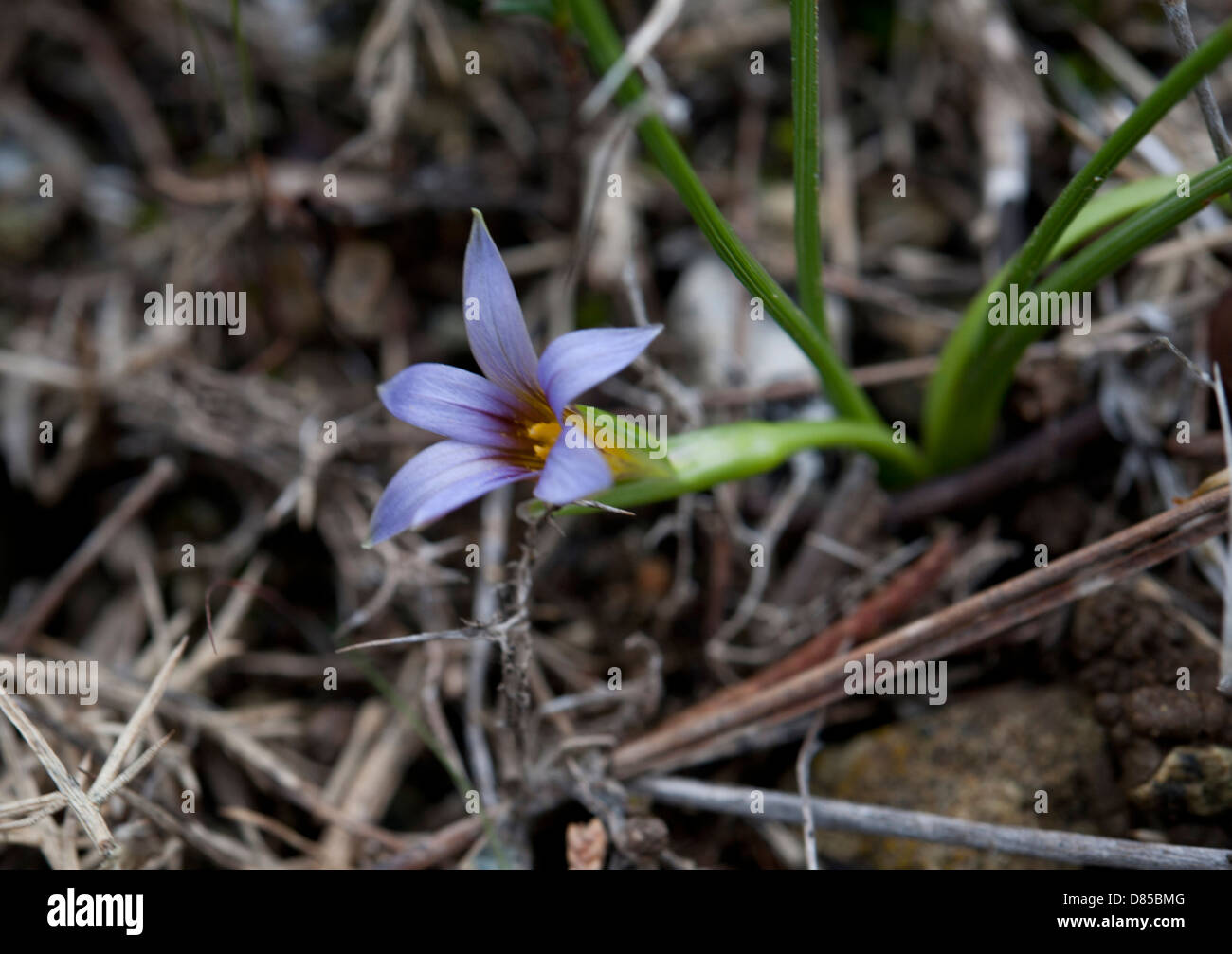 Romulea bulbicodium var clusiana, growing in garrigue on the sierras of Andalucia, Spain. February. Stock Photo