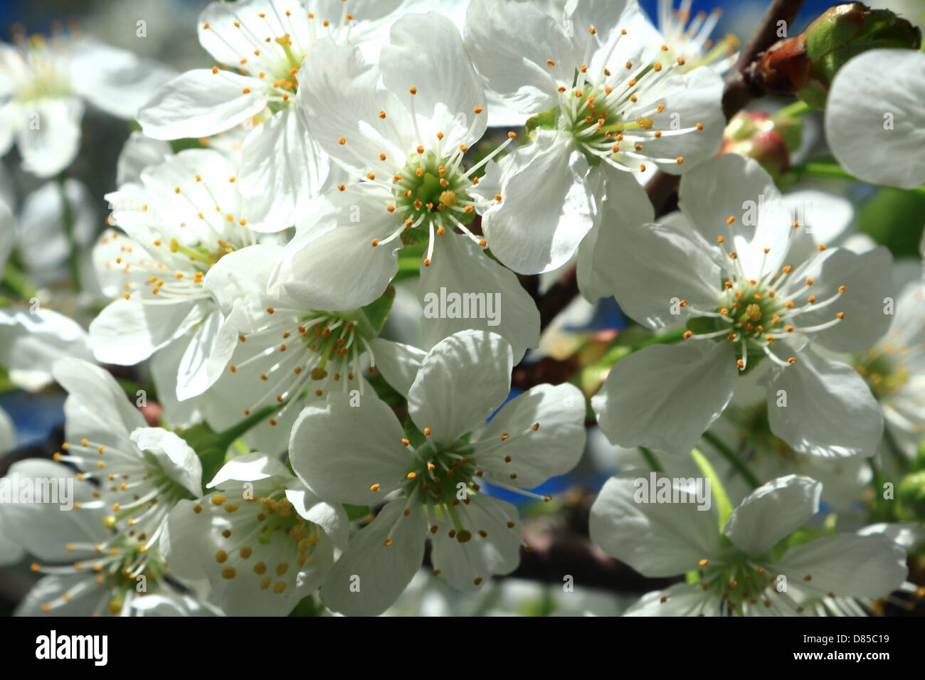 Closeup cherry spring tree hi-res stock photography and images - Alamy