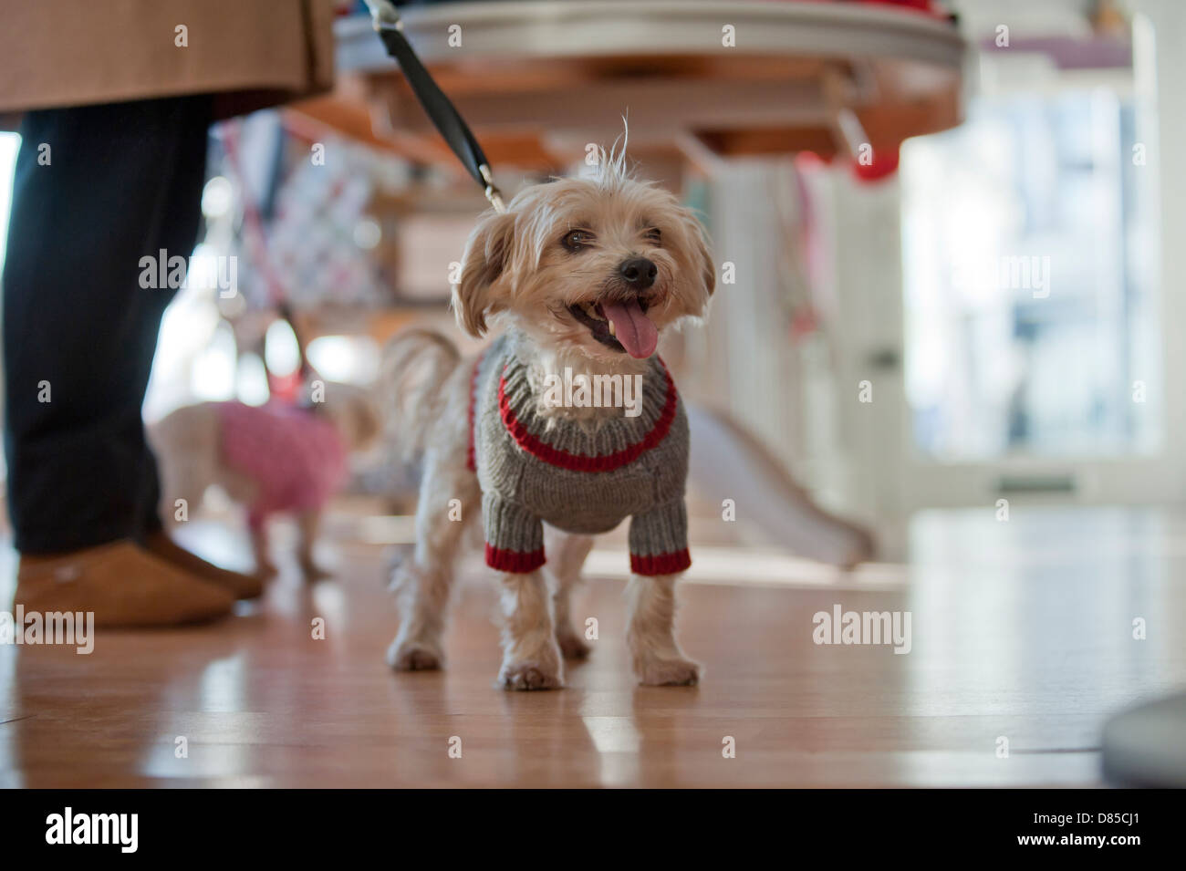 Collared. A dog accessory and gift shop, Hastings. East Sussex. UK