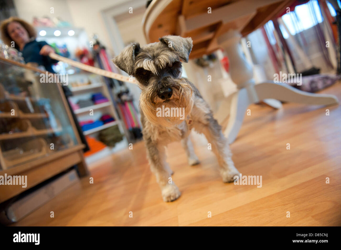 A small dog inside Collared. A dog accessory and gift shop in Hastings. East Sussex. England. UK Stock Photo