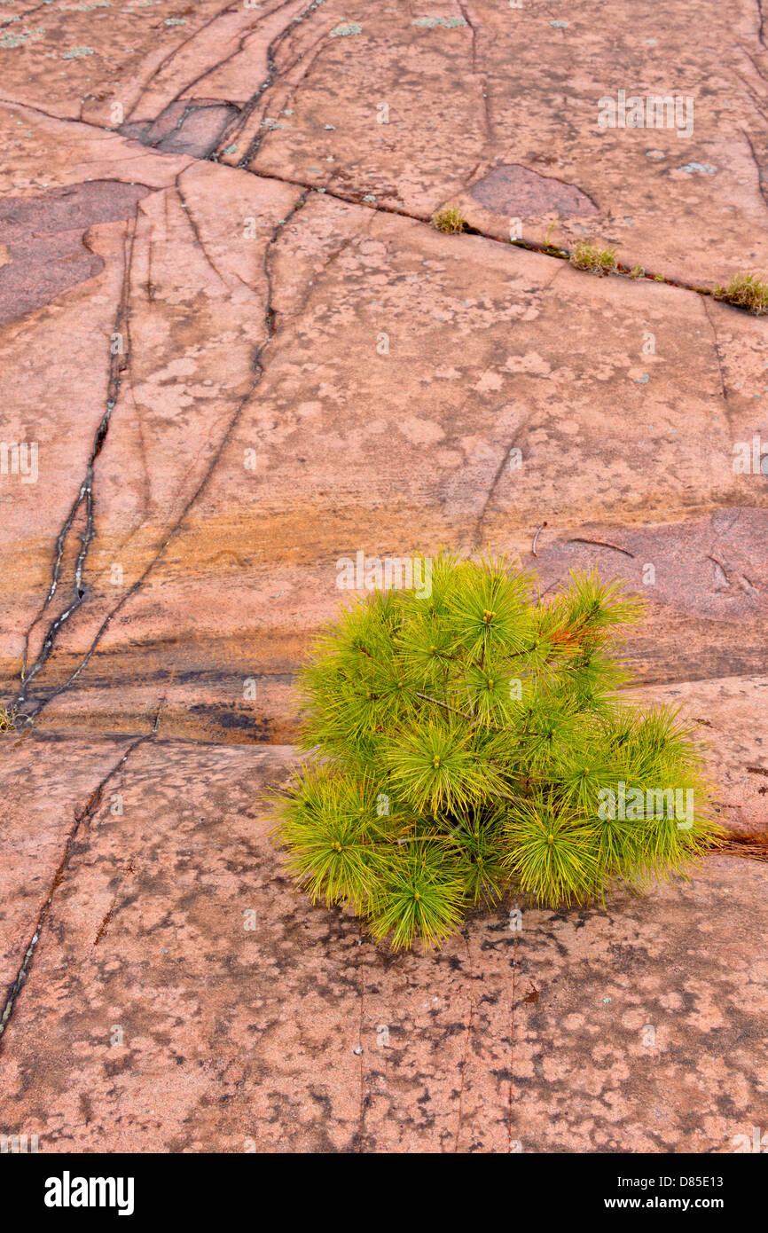 Canadian Shield granite outcrops with Eastern white pine Pinus strobus Killarney Provincial Park, Ontario, Canada Stock Photo