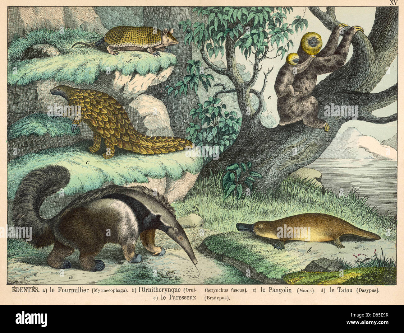 Giant Anteater Brown Platypus Pangolin Armadillo And Th Stock Photo Alamy